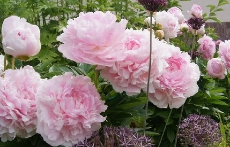 Lady Orchid на Пулков Сад