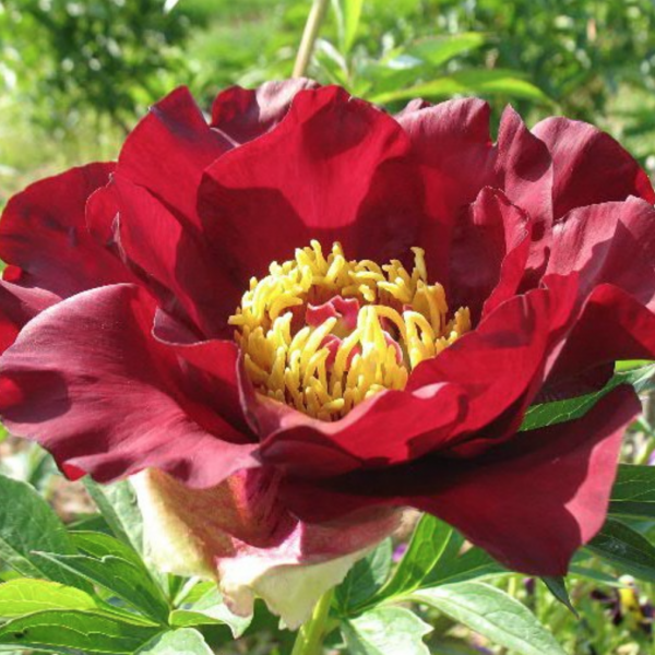 Scarlet Heaven