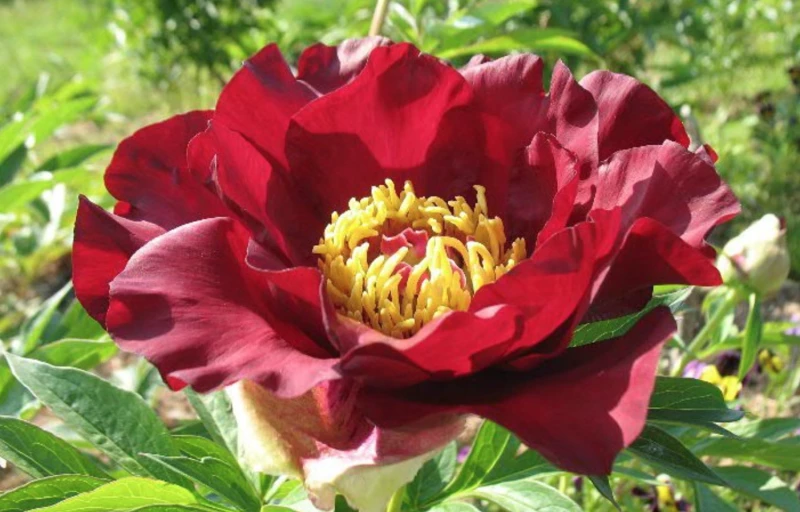 Scarlet Heaven на Пулков Сад