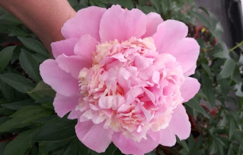 Whopper на Пулков Сад