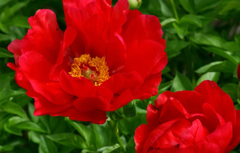 Blaze на Пулков Сад