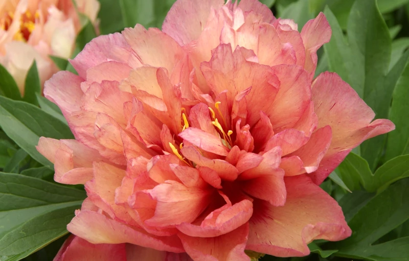 Copper Kettle на Пулков Сад