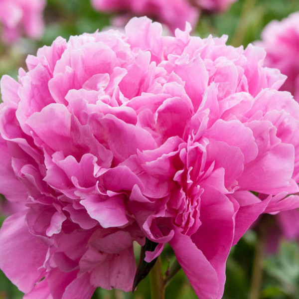 Edulis Superba