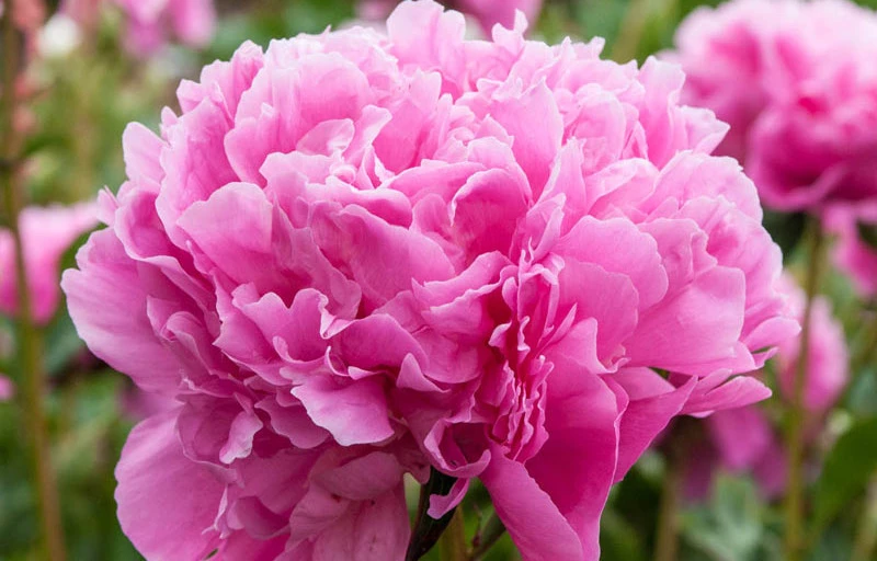 Edulis Superba на Пулков Сад