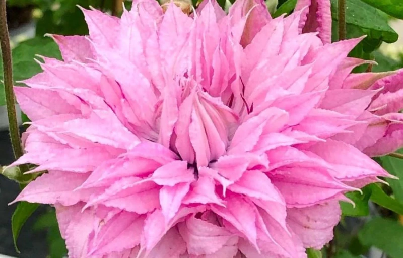 Multi Pink на Пулков Сад