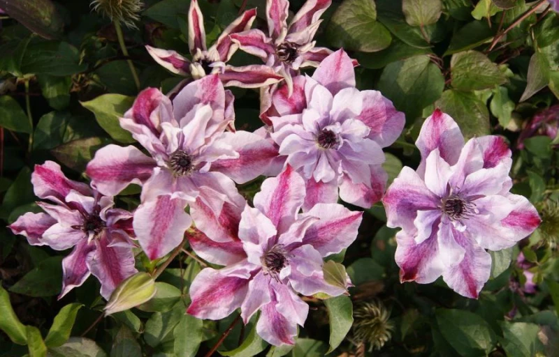 Super Cute на Пулков Сад