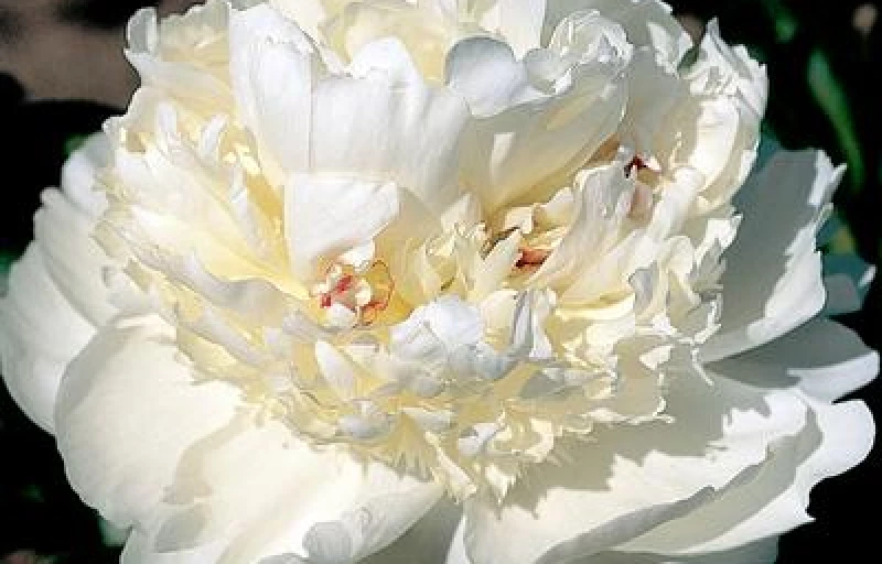 Bridal Grace на Пулков Сад