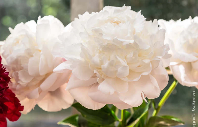 Corinne Wersan на Пулков Сад