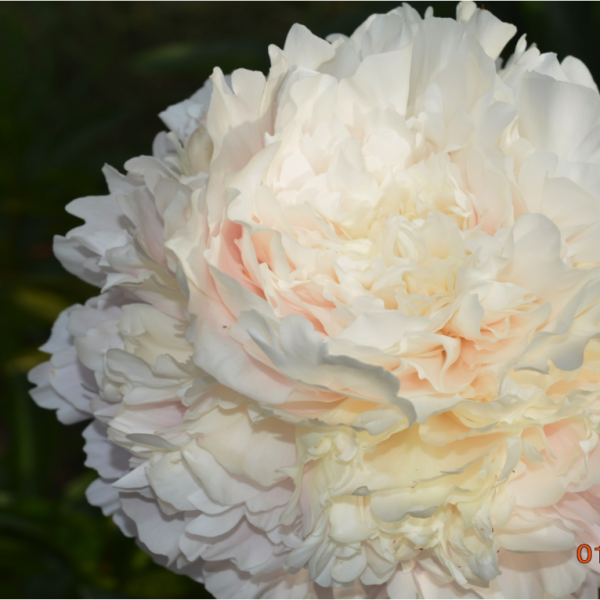 Лариса Скакодуб