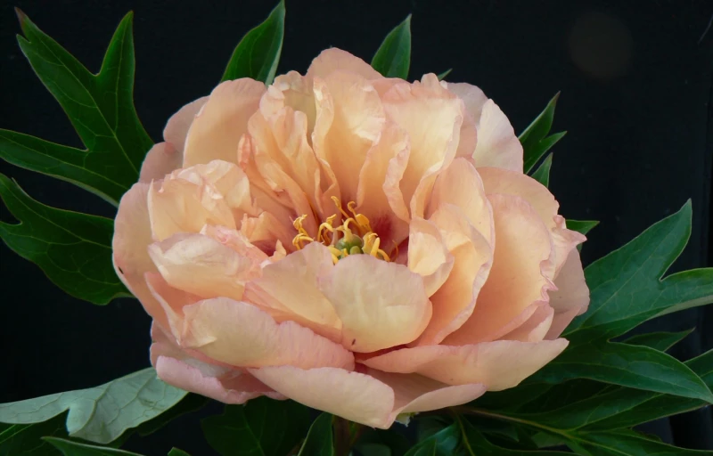 Canary Brilliants на Пулков Сад