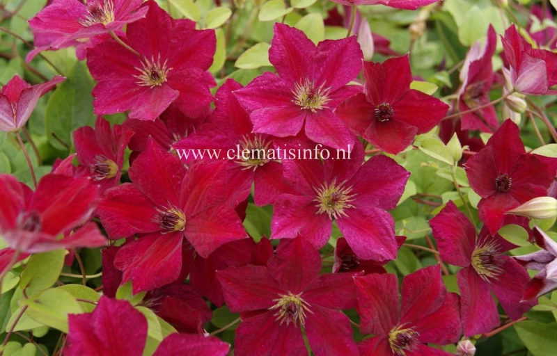 JOHN HOWELLS на Пулков Сад