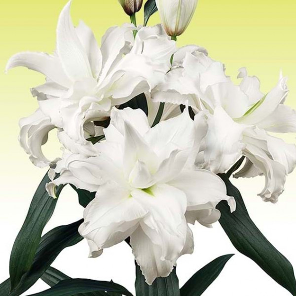 Roselily Angela