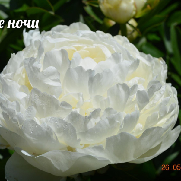 Belye Nochi