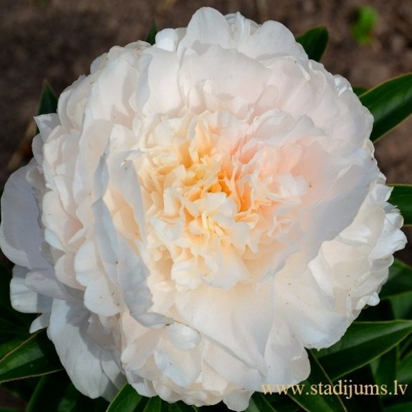 Margaret's Delight