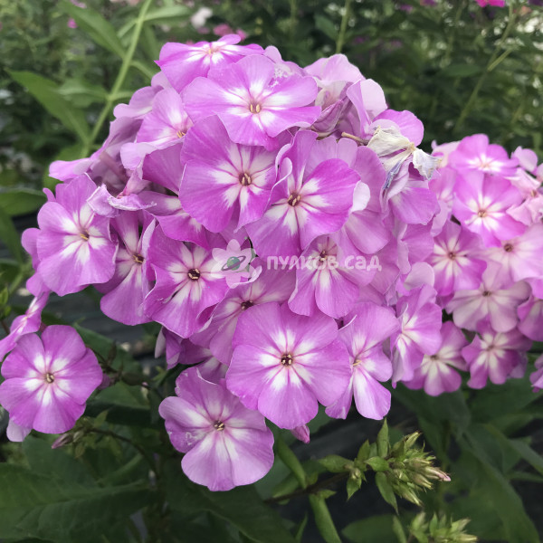 Лунный камень