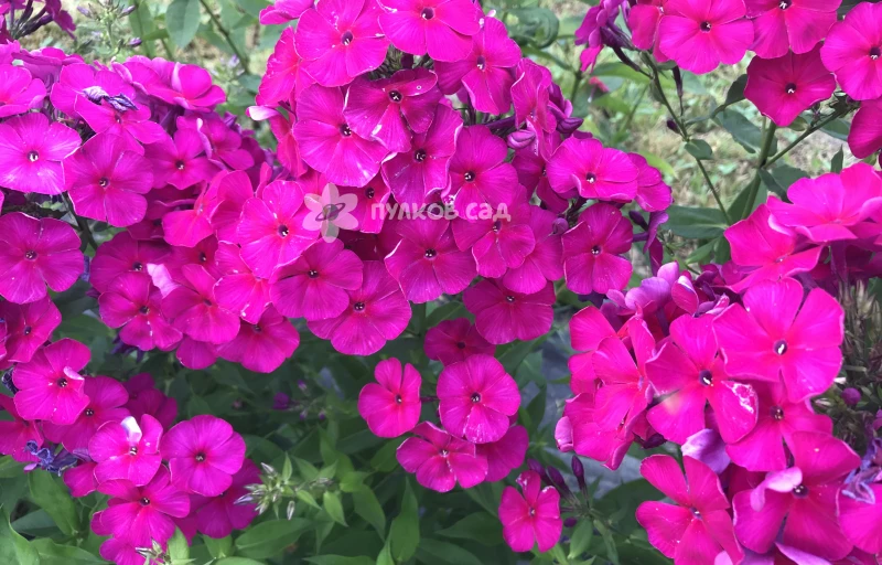 Аида на Пулков Сад