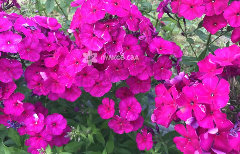 Аида на Пулков Сад