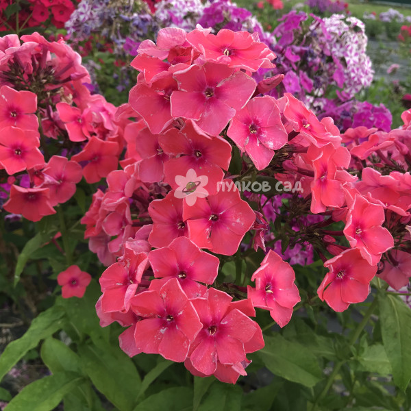 Николай Щорс