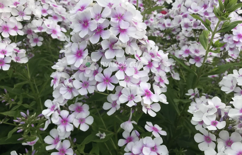 Егорка на Пулков Сад