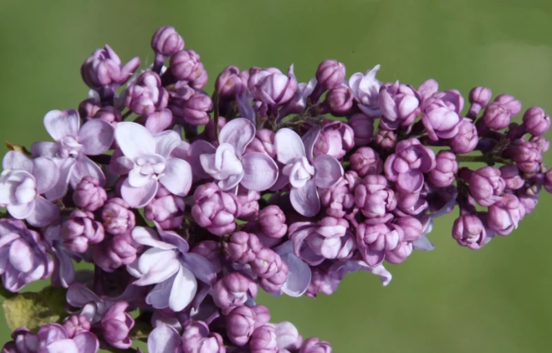 Капитан Перро на Пулков Сад