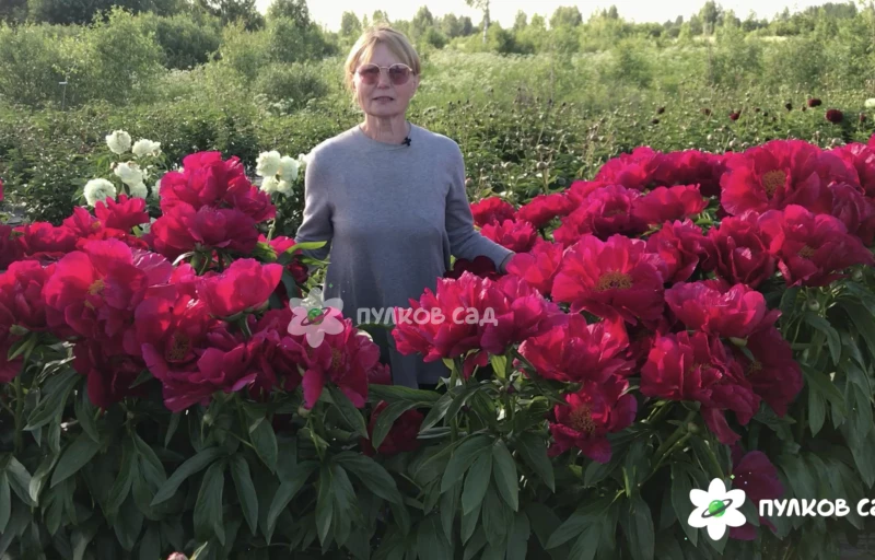 Red Red Rose на Пулков Сад