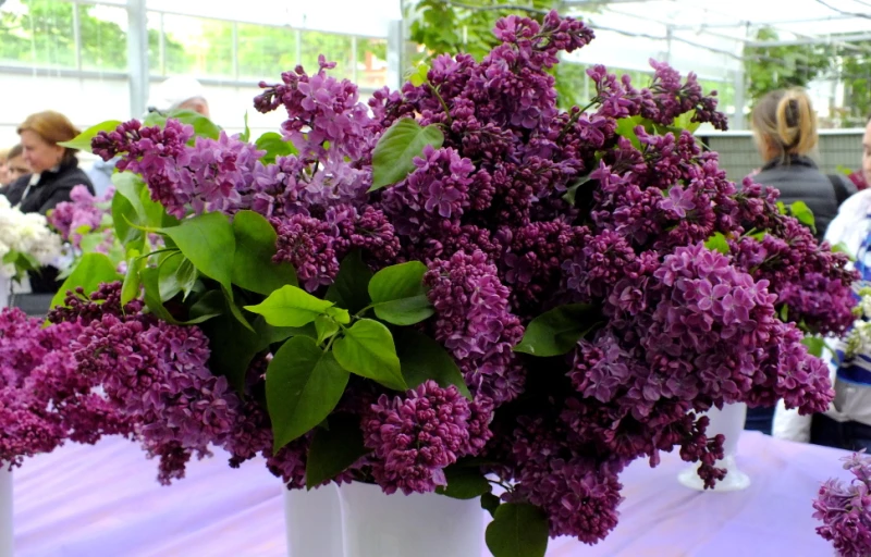 Знамя Ленина на Пулков Сад