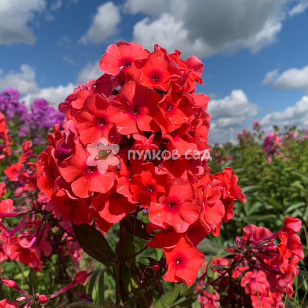 Текила санрайз