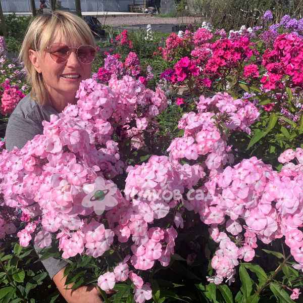 Цветущая сакура