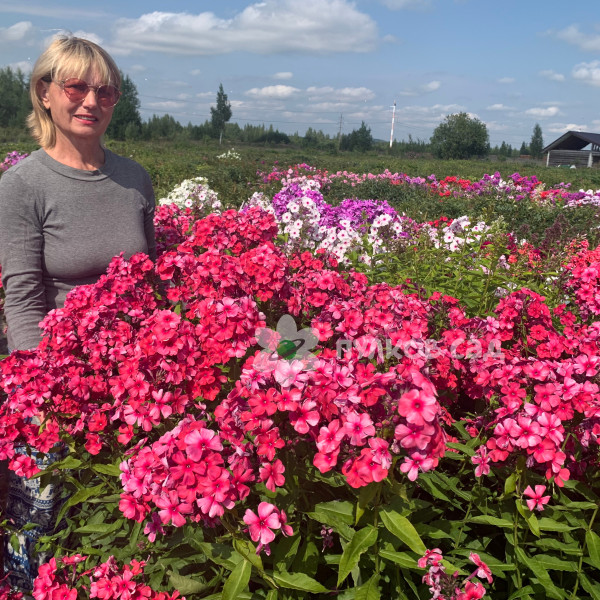 Дымчатый коралл