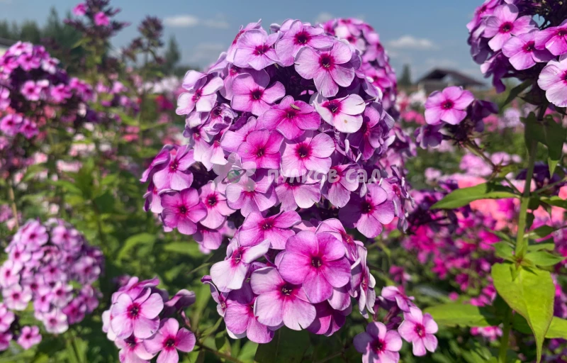 Хулиган на Пулков Сад