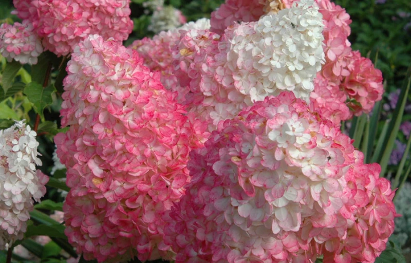 Fraise Melba на Пулков Сад