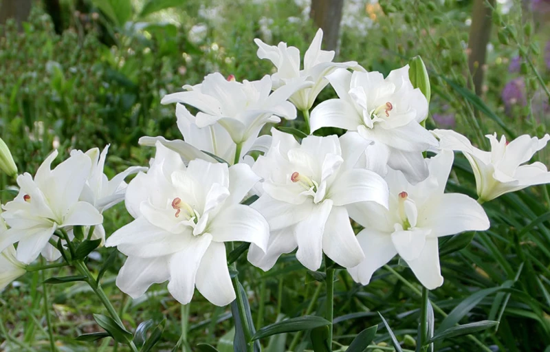 Belvedere на Пулков Сад