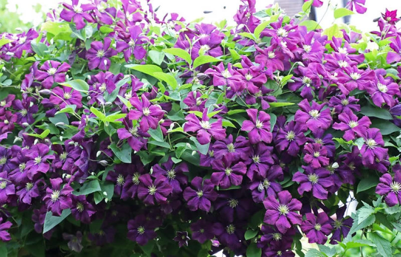 Etoile Violette на Пулков Сад