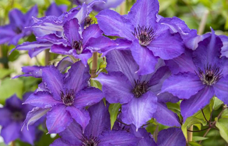 VIVA LA VIDA на Пулков Сад