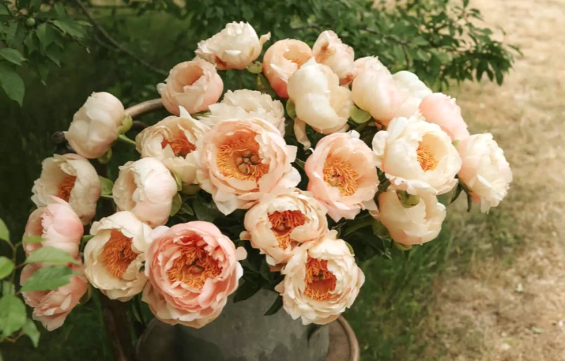 King's Day на Пулков Сад