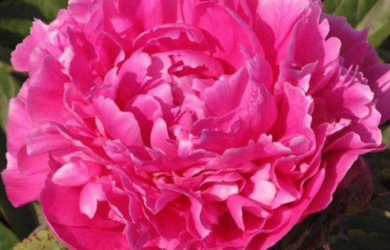 Dayton на Пулков Сад