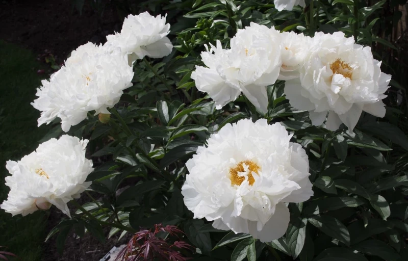 White Grace на Пулков Сад