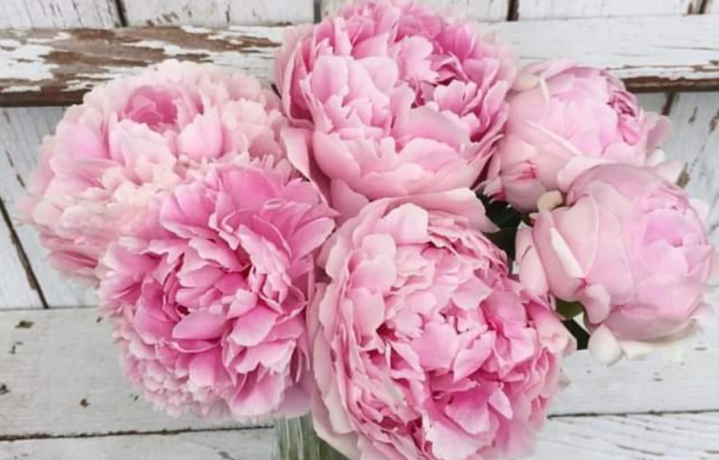 Dianne на Пулков Сад