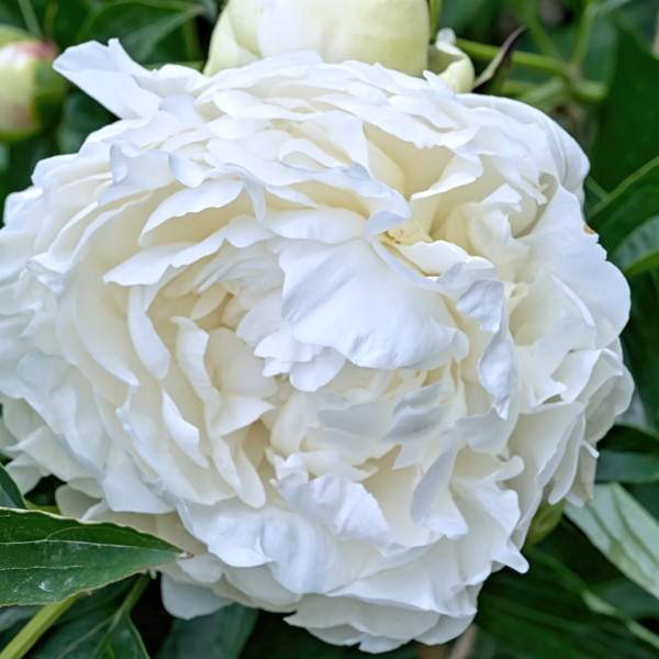 Mrs J.V. Edlund
