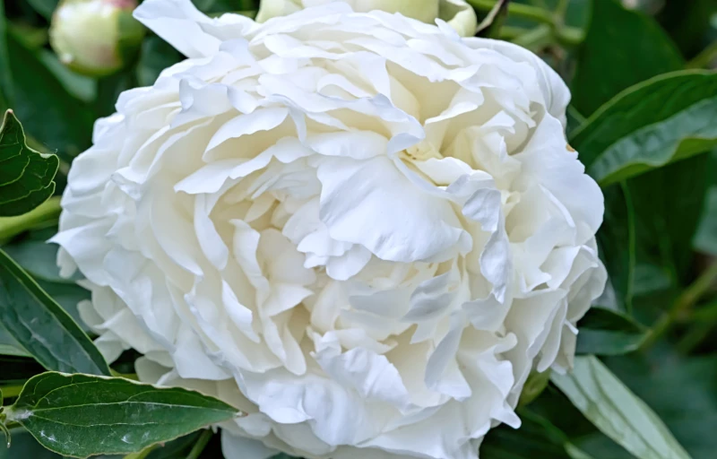 Mrs J.V. Edlund на Пулков Сад