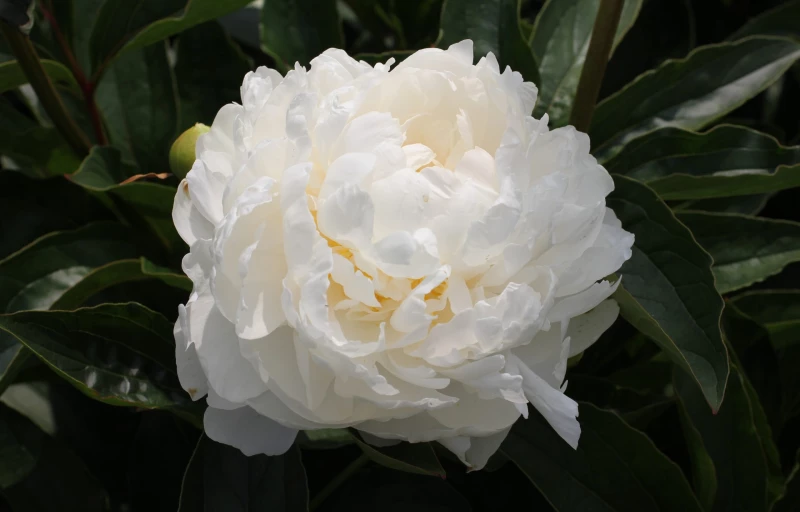 White Ivory на Пулков Сад