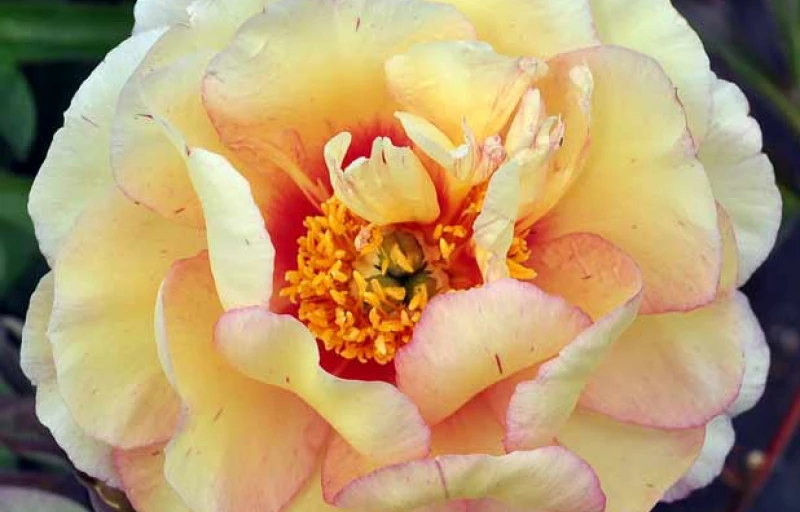 Callies Memory на Пулков Сад