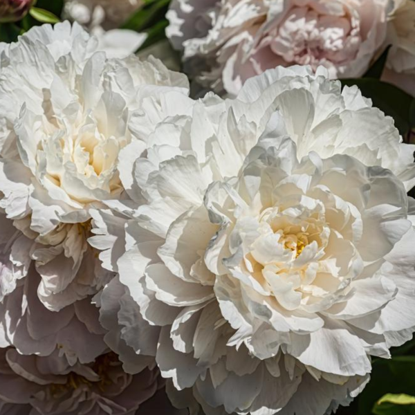 Marguerite Gerard
