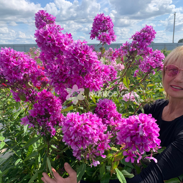 Морской петух