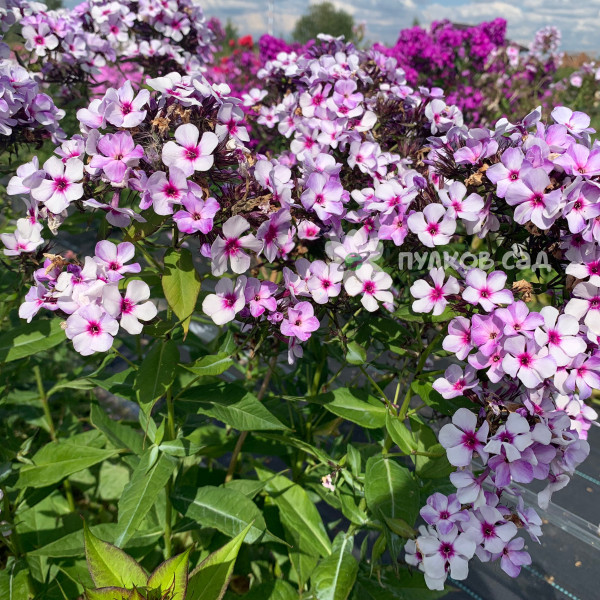 Чароитовая крошка