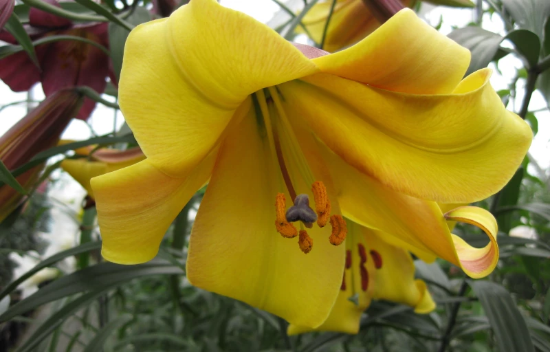 Golden Splendour на Пулков Сад