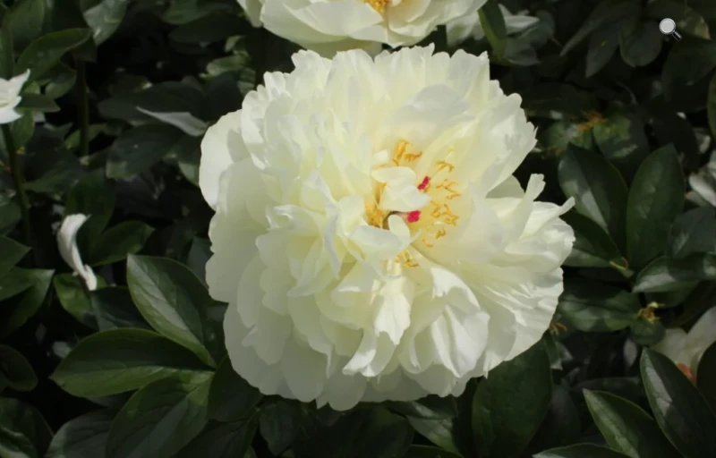 Early Sensation на Пулков Сад