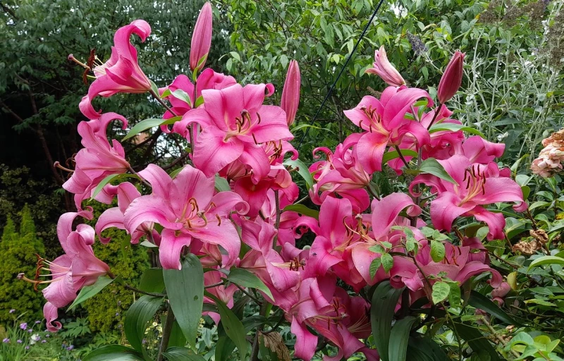 Robina на Пулков Сад