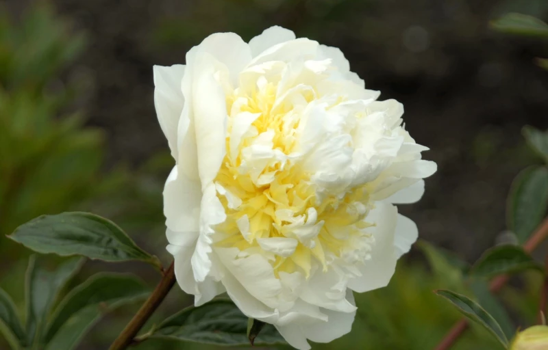 Cheddar Cheese на Пулков Сад