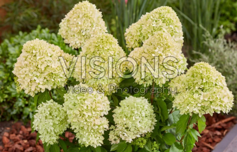 Bee Green на Пулков Сад